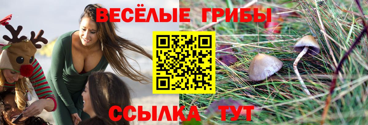 Галлюциногенные грибы Psilocybine cubensis Каменск-Уральский
